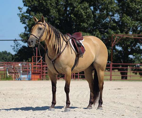 show-quarter-horse