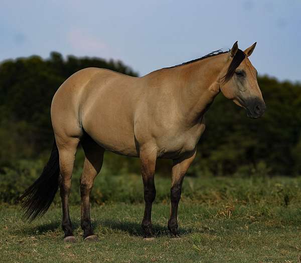 trail-quarter-horse