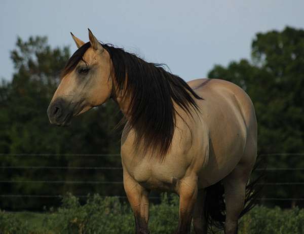 trail-riding-quarter-horse