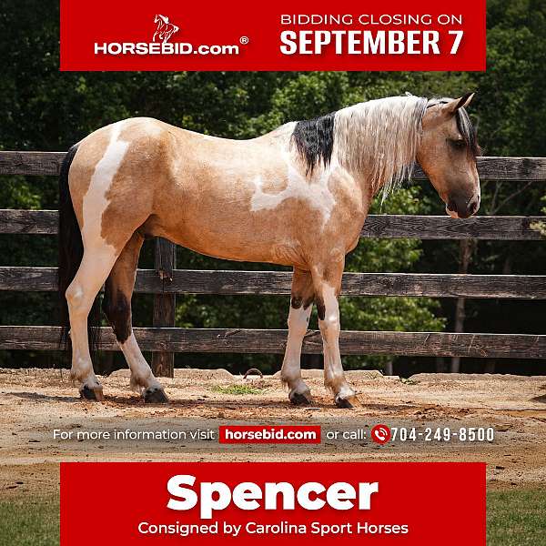 all-around-draft-horse