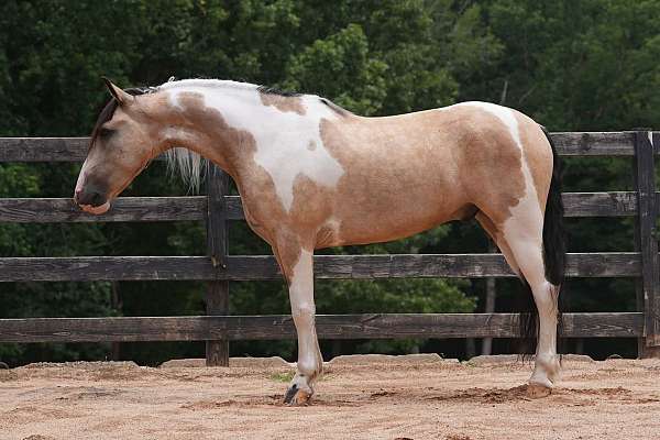 athletic-draft-horse