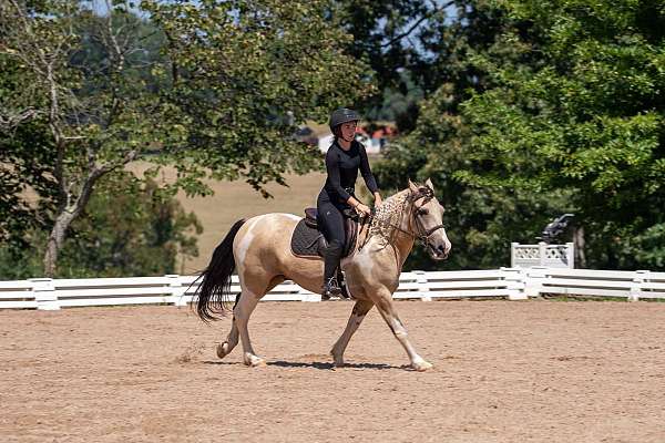cross-draft-horse
