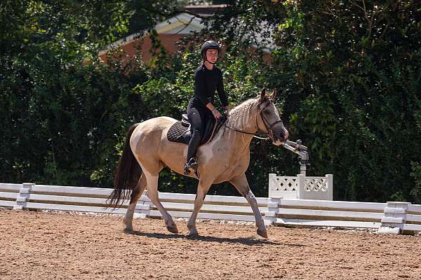 draft-horse