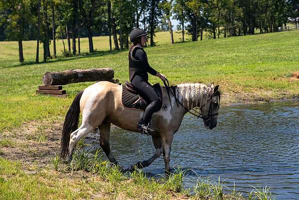 flashy-draft-horse