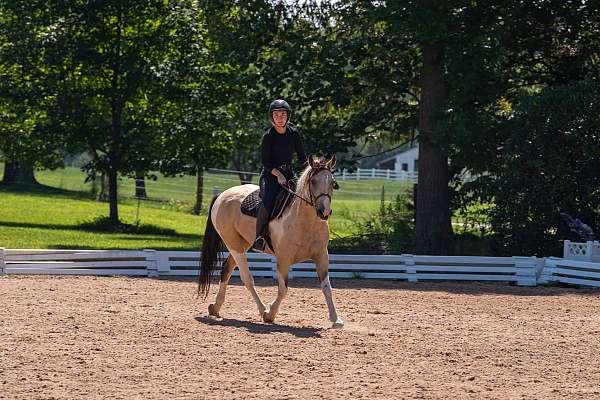 husband-safe-draft-horse