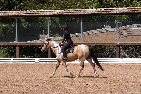jumping-draft-horse
