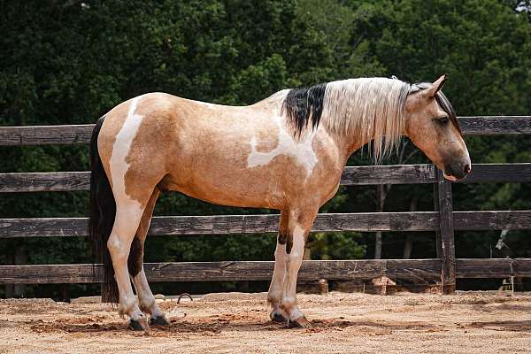 kid-safe-draft-horse
