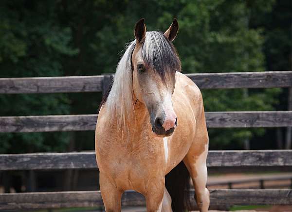 ridden-english-draft-horse