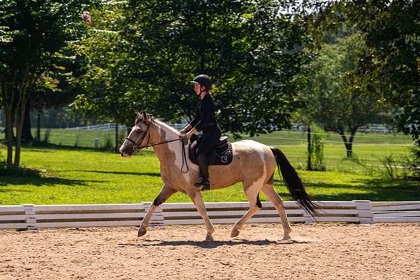 ridden-western-draft-horse