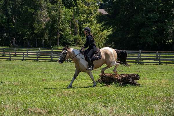 show-draft-horse