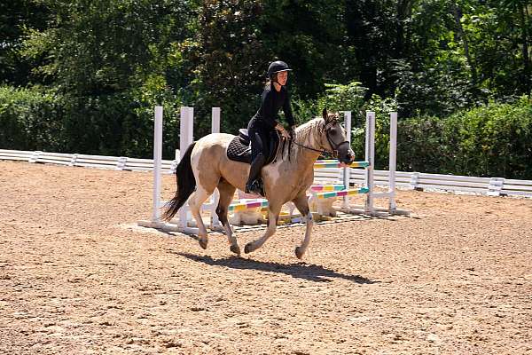 trail-draft-horse