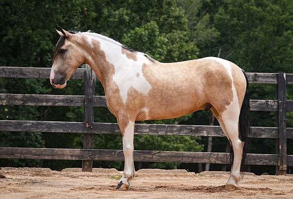 pinto-draft-gelding