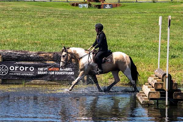 trail-riding-draft-horse