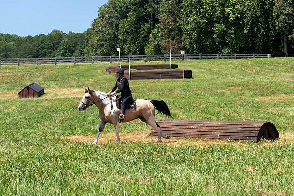 youth-draft-horse