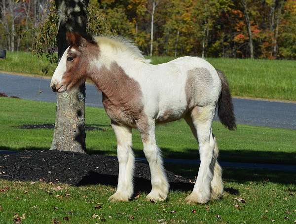 white-spot-above-left-eye-horse