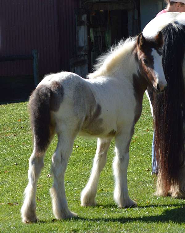 bay-roan-black-tail-horse