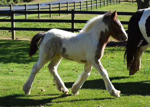 bay-roan-irregular-blaze-horse