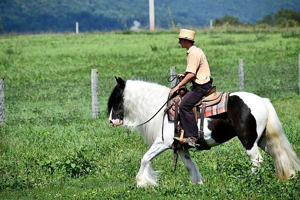 athletic-gypsy-vanner-horse