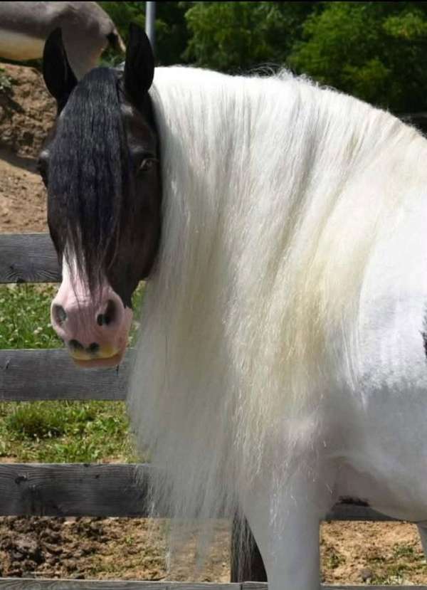 driving-gypsy-vanner-horse