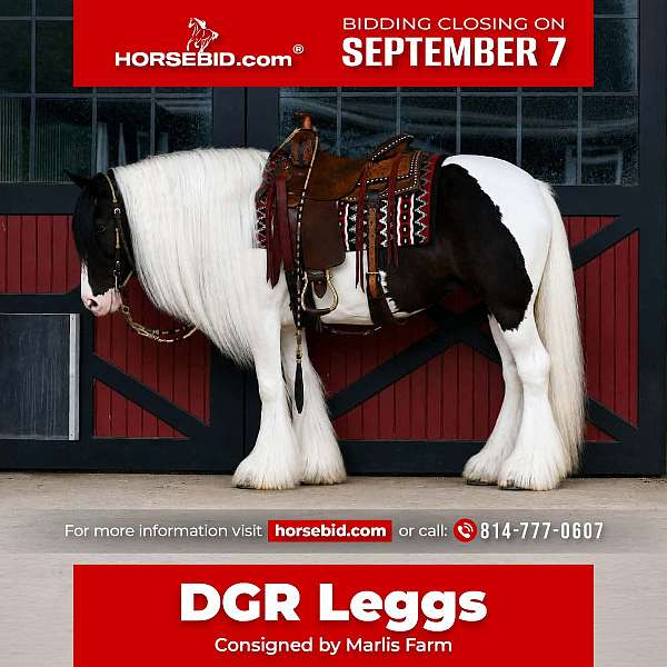 all-around-gypsy-vanner-horse