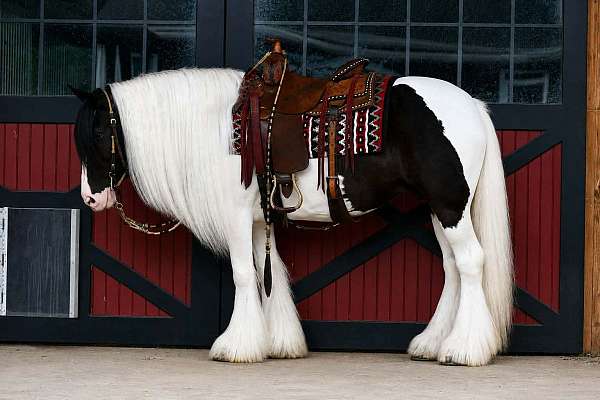 flashy-gypsy-vanner-horse