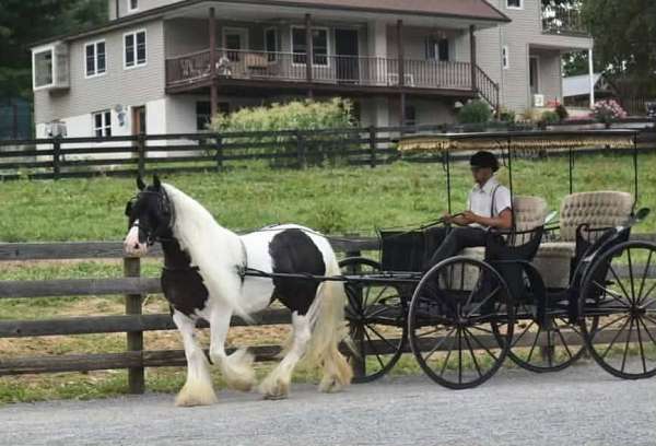 husband-safe-gypsy-vanner-horse