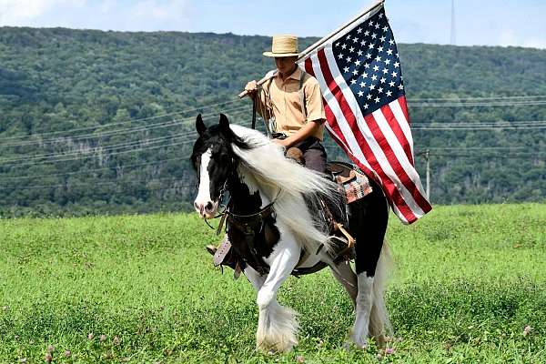 kid-safe-gypsy-vanner-horse