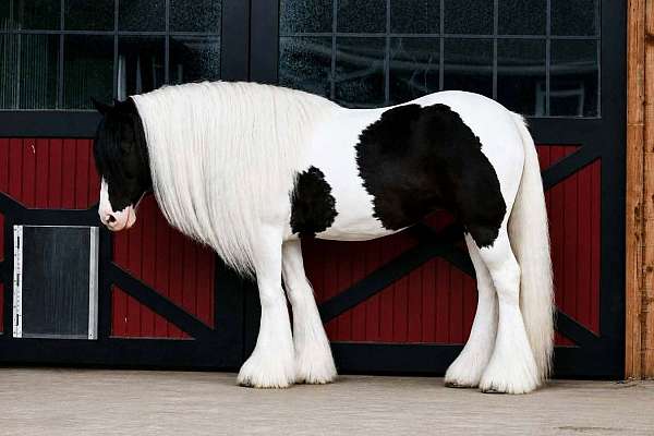 ranch-gypsy-vanner-horse