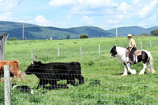 ranch-work-gypsy-vanner-horse