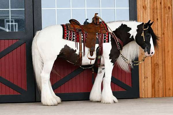 show-gypsy-vanner-horse