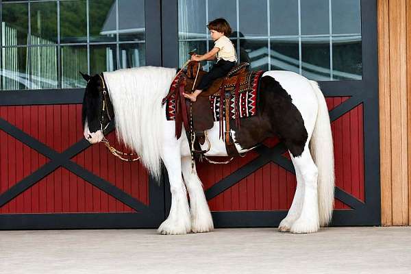 trail-gypsy-vanner-horse