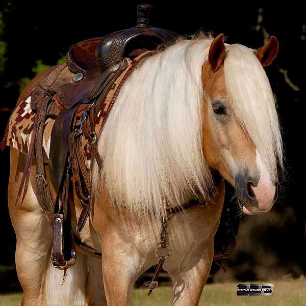 athletic-haflinger-horse