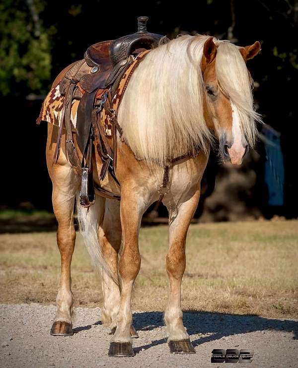 driving-haflinger-horse