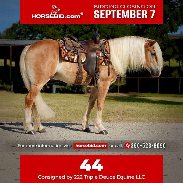 all-around-haflinger-horse