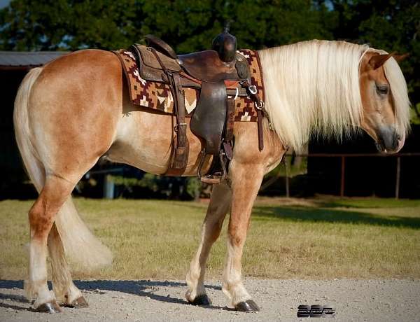 flashy-haflinger-horse