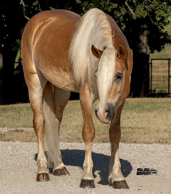 kid-safe-haflinger-horse