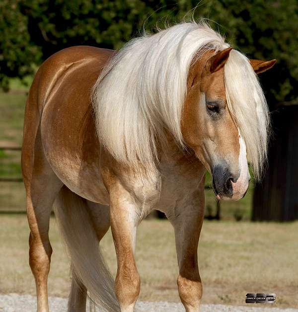 ranch-haflinger-horse