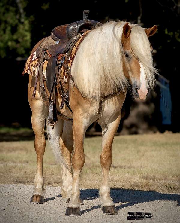 show-haflinger-horse
