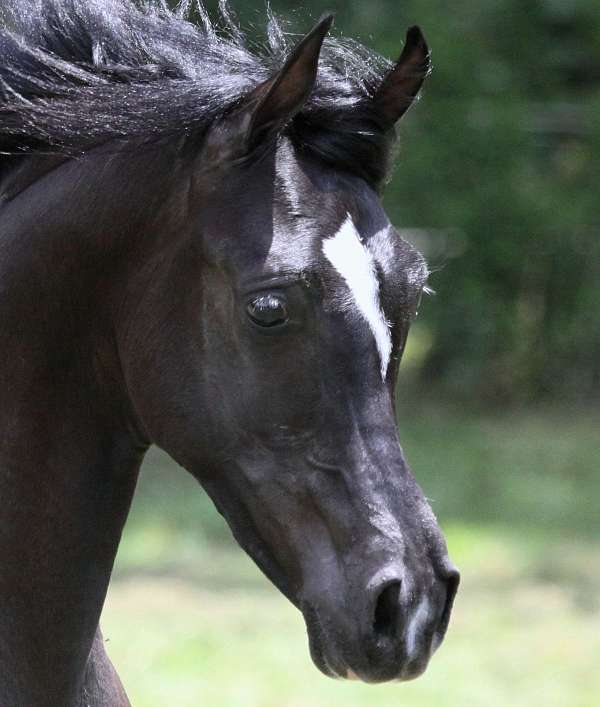 black-stallion-arabian-horse