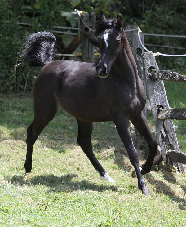 black-arabian-horse