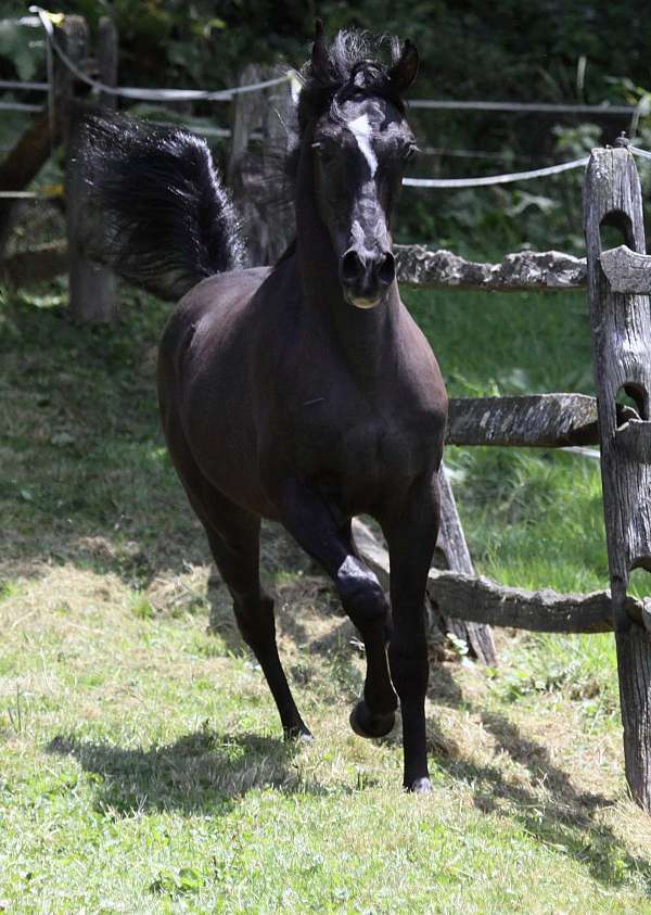 arabian-horse-for-sale