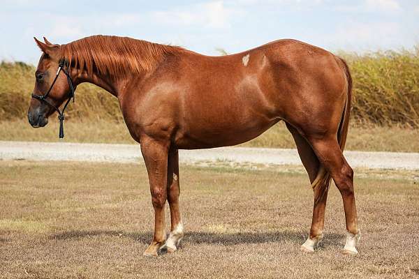 coming-2yr-old-quarter-horse