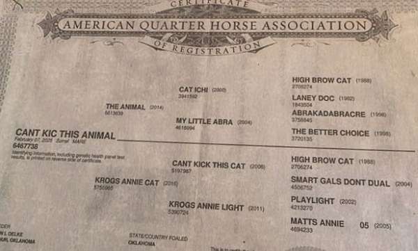 riata-horse