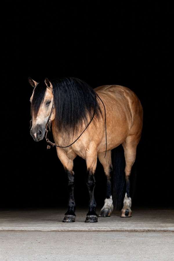 cross-draft-horse