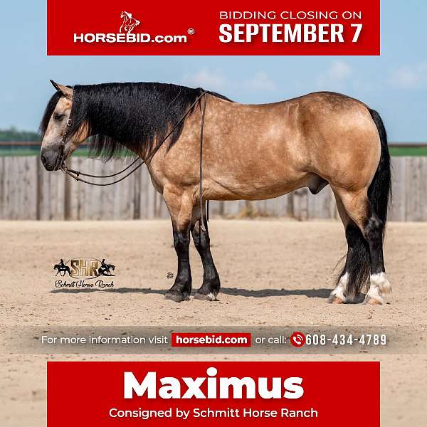 all-around-draft-horse