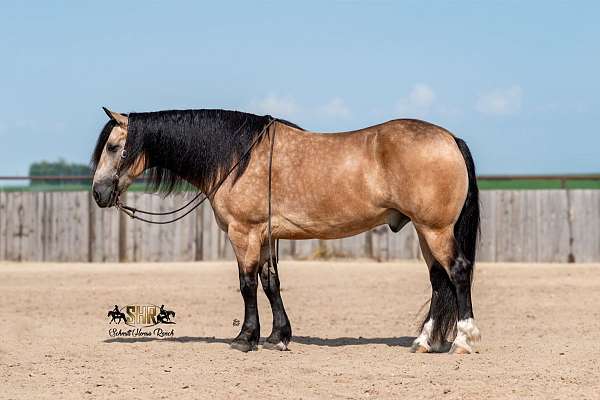 draft-horse