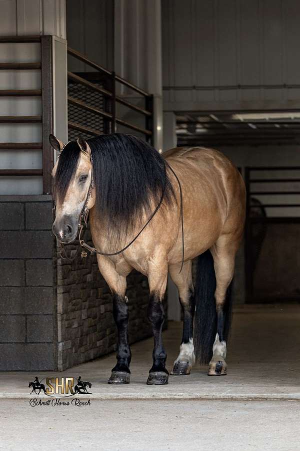 flashy-draft-horse