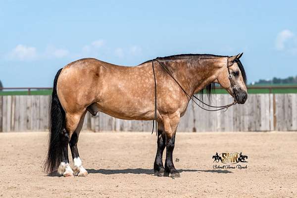 husband-safe-draft-horse