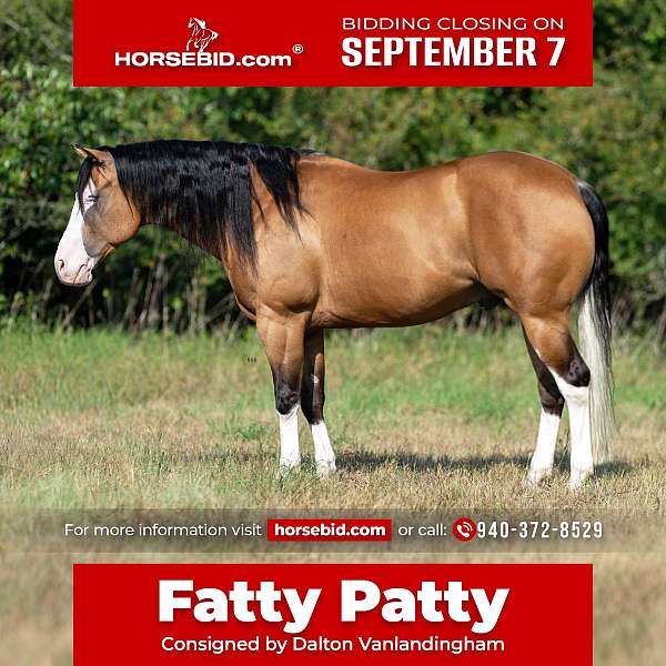 all-around-quarter-horse