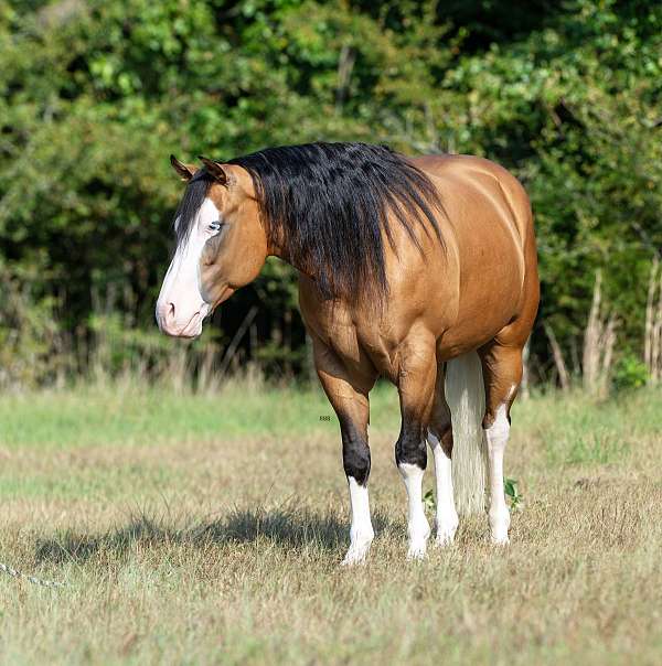 athletic-quarter-horse